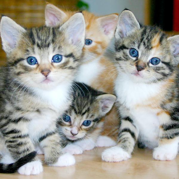Kittens 1a