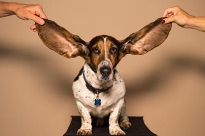 Dog Ear Photo